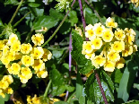 Lantana Camara Cloth Of Gold, Flowers Of Aadbel, Akkar