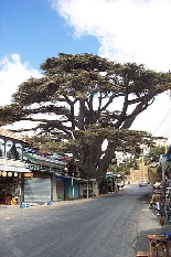 El Arz - Les Cedres