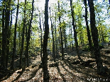 Light Projections , The Iron Oak Forest