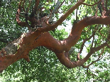 Madrone Tree , So Frequent In This Area