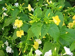 Mirabilis Jalapa