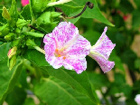 Mirabilis Jalapa