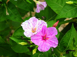 Mirabilis Jalapa ( Bicolor )