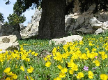 Spring Near Shire Al Sanam, Kobayat National Reserve, Akkar