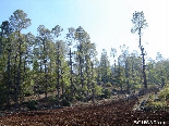 Near The Giants , The Iron Oak Forest