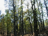 Numerous Trees , The Iron Oak Forest