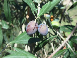 Olives , Aadbel