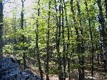 One Beside Other , The Iron Oak Forest