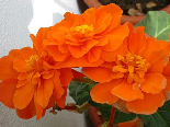 Orange Begonia