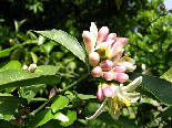 Orange Flowers