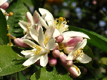 Orange Flowers