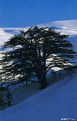 Cedars