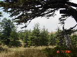 Cedars - Il Arz