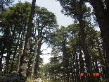 Cedars - Il Arz