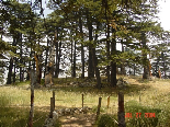 Cedars - Il Arz