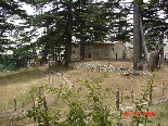 Cedars - Il Arz