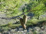 Pine fruits