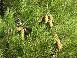 Pine fruits