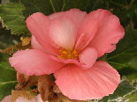 Pink Begonia