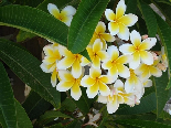 Plumeria