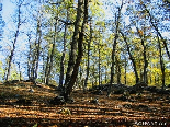 Projections Of Sunlight On Automn , The Iron Oak Forest