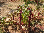 Red Automnal Flower