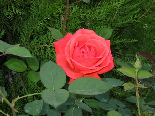 Rosa Angelina Lauro