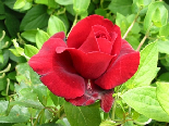 Rosa  San Antonio