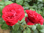 Roses in Love