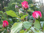 Roses  Petula Clark