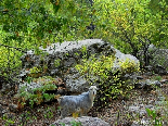 Sheep In Automn , The Iron Oak Forest