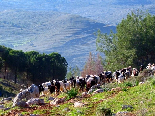 Sheeps In Akkar , Near The Pin Forest , Gebrayel Automn 2005