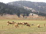 Kamoua National Park, The Biggest Forest In The Middle East - Sheeps in Kamoua Plains