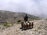 Kamoua National Park, The Biggest Forest In The Middle East - Sheperd & Sheeps