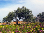 Spring , Bayno , Akkar