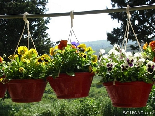 Spring Flowers , Aadbel , Akkar