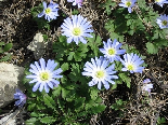 Spring Flowers