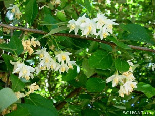 Spring Flowers , Mar Elias , Gebrayel