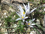 Wild Flowers - Spring 2005