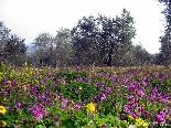 Spring Scene Full Of Flowers , Bayno