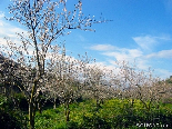 Spring Scene , Kantara