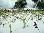 Flowers and Snow