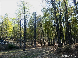 Sunlight Projections , The Iron Oak Forest