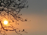 Sunset Between Almond Branches , Aadbel