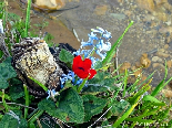 The Beauty Sitting Near Water , Bayno