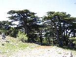 The Cedar Forest