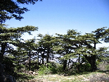 The Cedar Forest