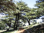 The Cedar Forest