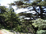 The Cedar Forest