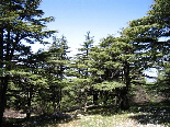 The Cedar Forest